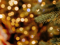 S vianočným stromčekom si do domu môžete priviesť aj neželaného hosťa. Riziko je vysoké