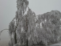 Na cesty padajú vetvy a stromy, hasiči majú pohotovosť. Udrela námraza a chystá sa ďalšie nebezpečné počasie