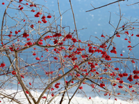 Šokujúci december na Slovensku! Počasie ako v roku 1934 – rekord je na dosah