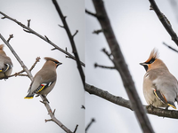 Na Slovensko zavítal vzácny hosť, ktorý sa objavuje len počas niektorých zím