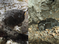 Video: Bojnická ZOO prijala tri osirelé medvieďatá, ktorých matku zastrelili