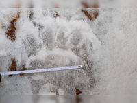 Rys mizne z našich hôr, medveďov je viac než dosť